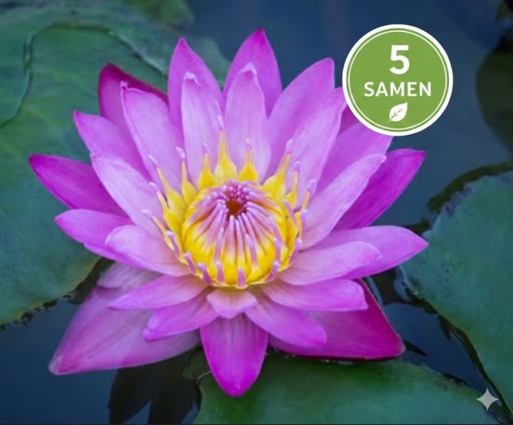 Kwiat lotosu (Nelumbo) 5 nasion